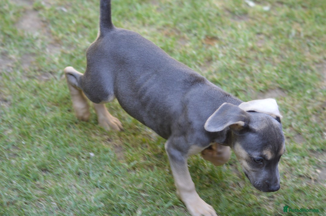 Mixed Breed dogs for sale: Mixed Breed Pups - Image 5