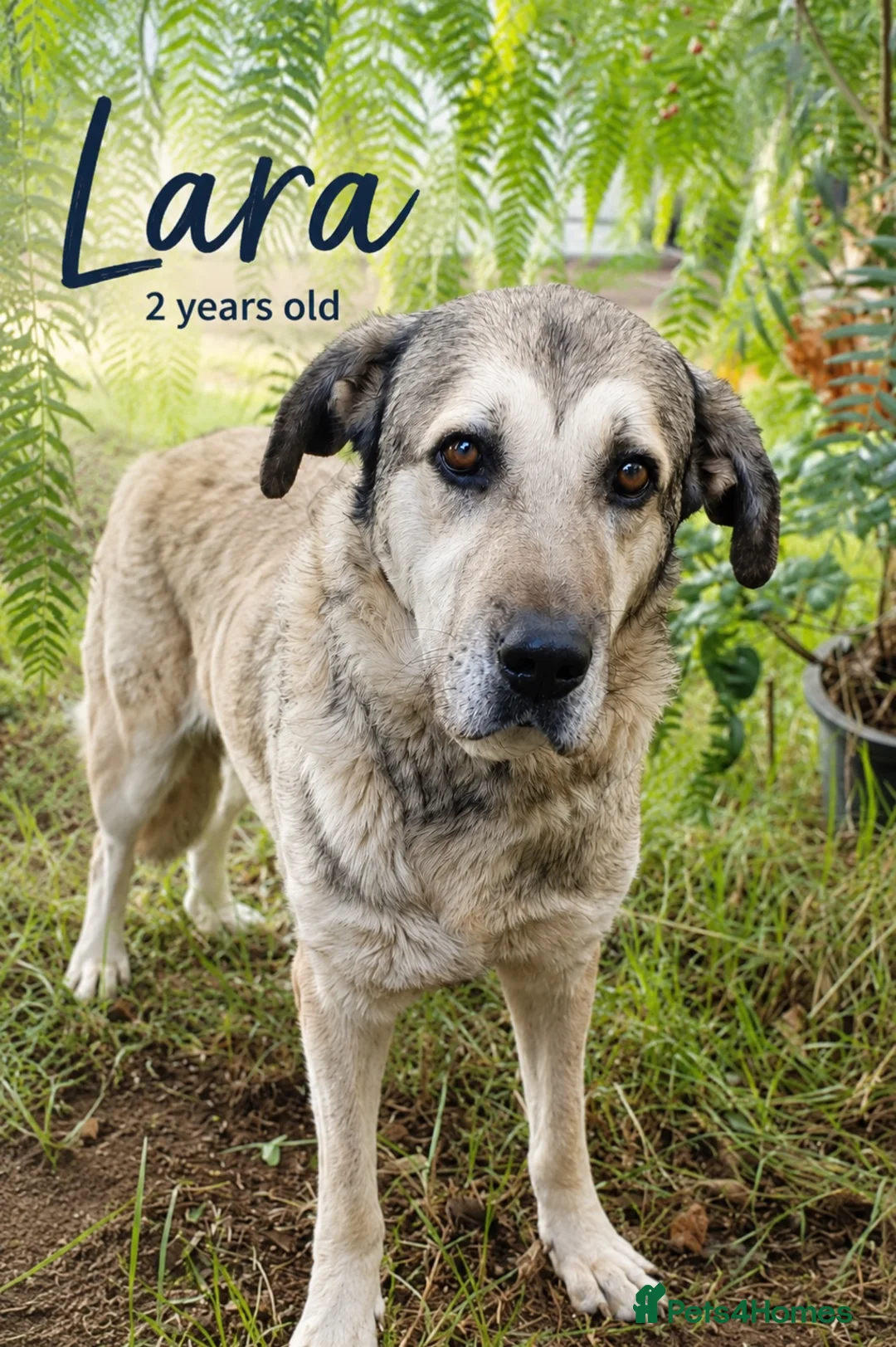 Mixed Breed dogs for adoption: Lovely Lara 🩷🐾 - Advert 1