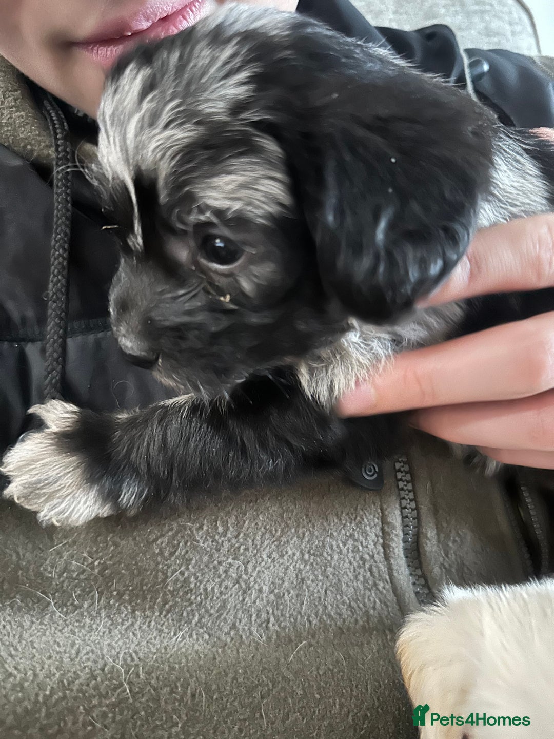 Mixed Breed dogs for sale: Cavapoo Beagle x Miniature Poodle  - Advert 20