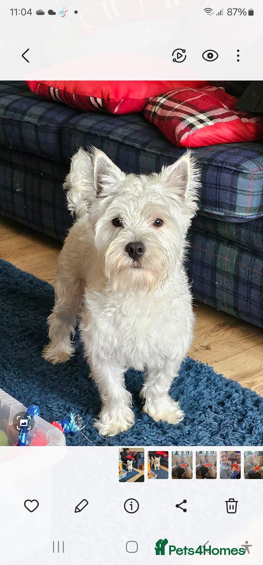 West Highland Terrier dogs for stud: Westie for stud  - Advert 1