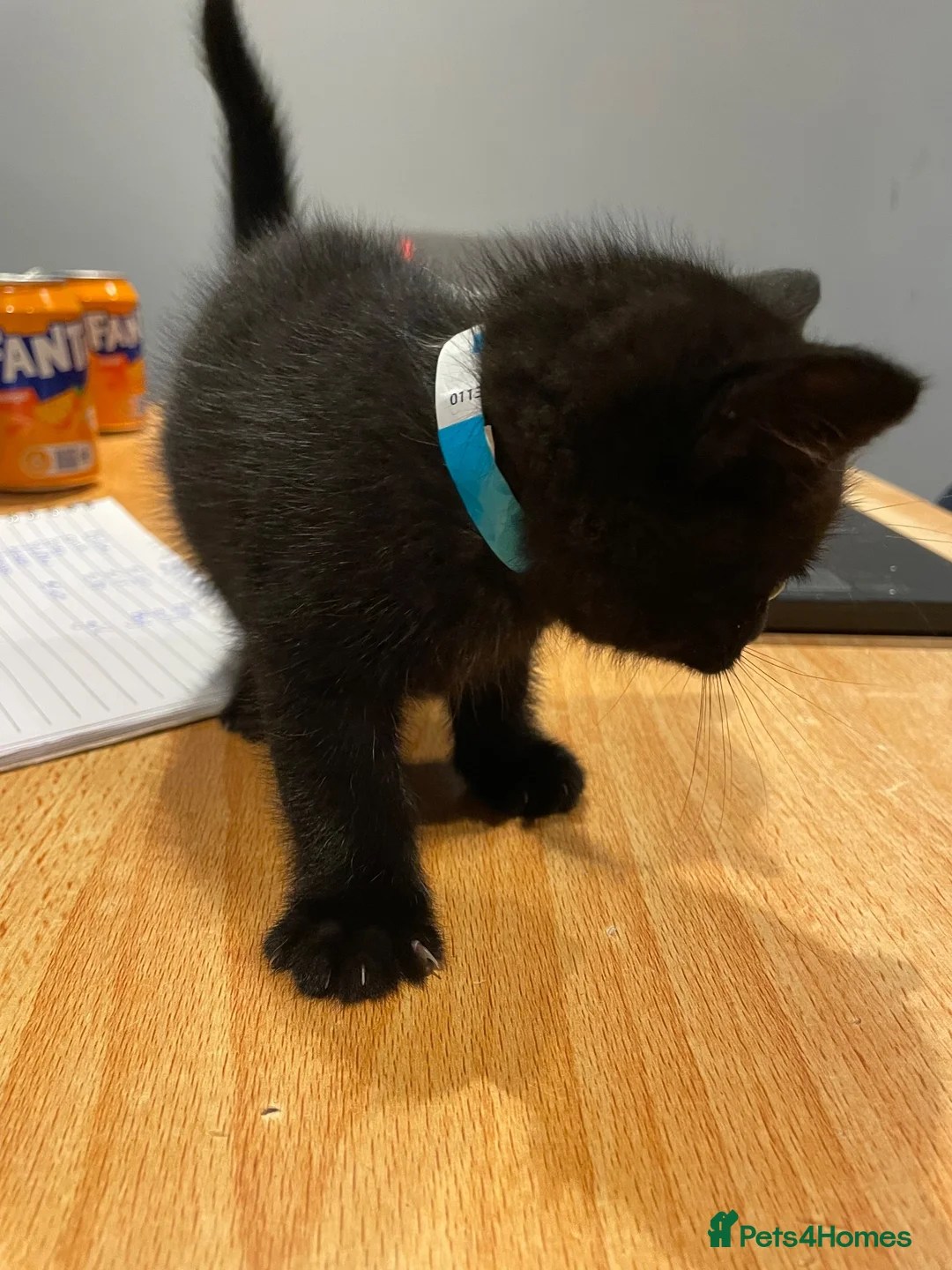 Mixed Breed cats for sale: Kittens for sale  - Advert 14