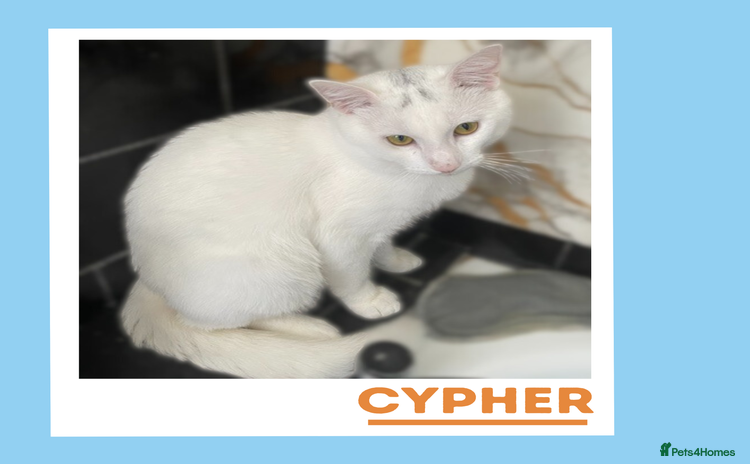 Turkish Angora cats - Advert 13