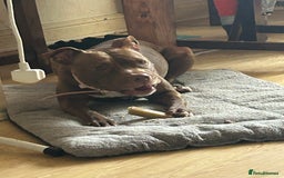 Mixed Breed dogs for sale: Female staff for sale - Image 5