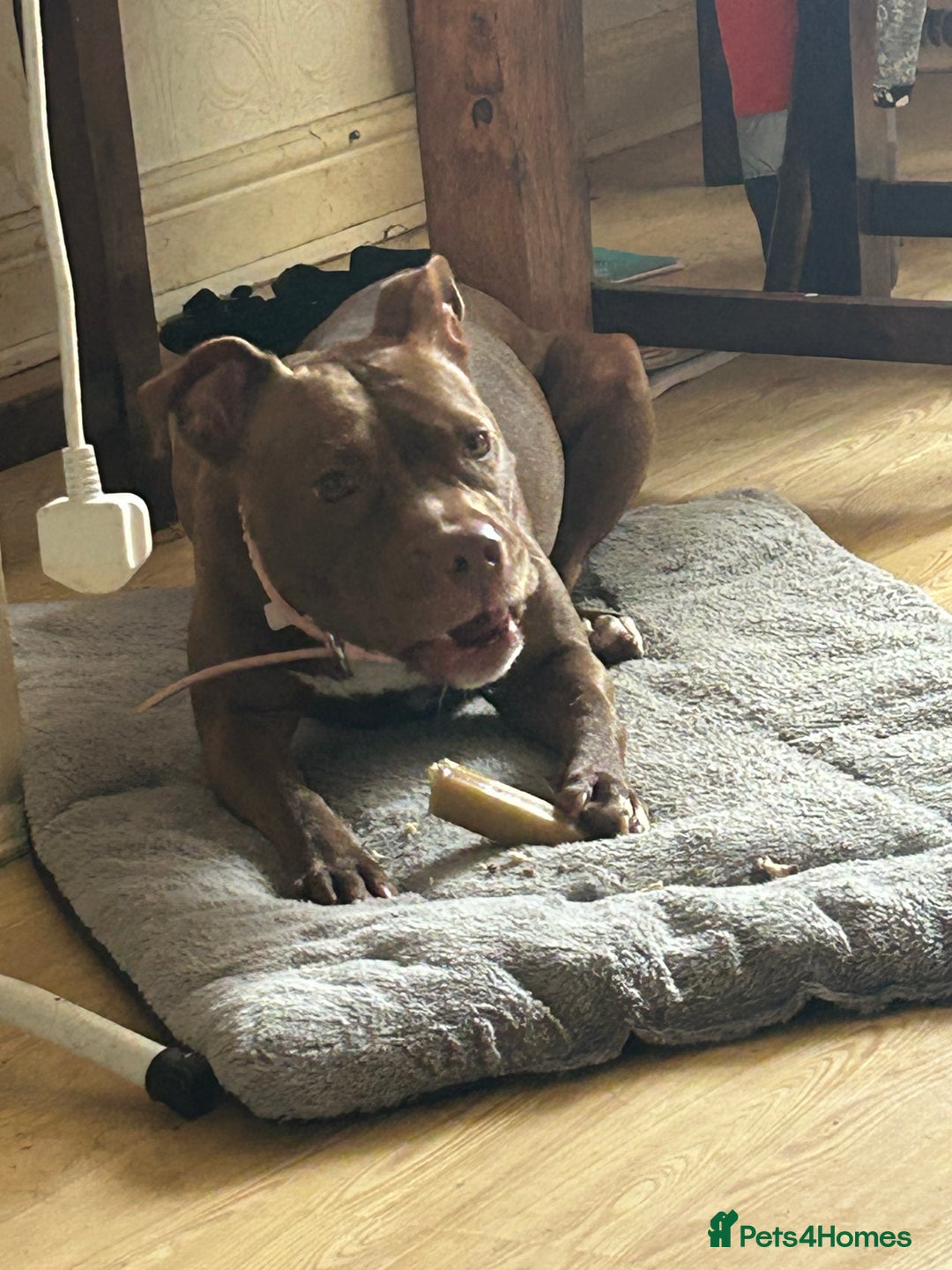 Mixed Breed dogs for sale: Female staff for sale - Image 5