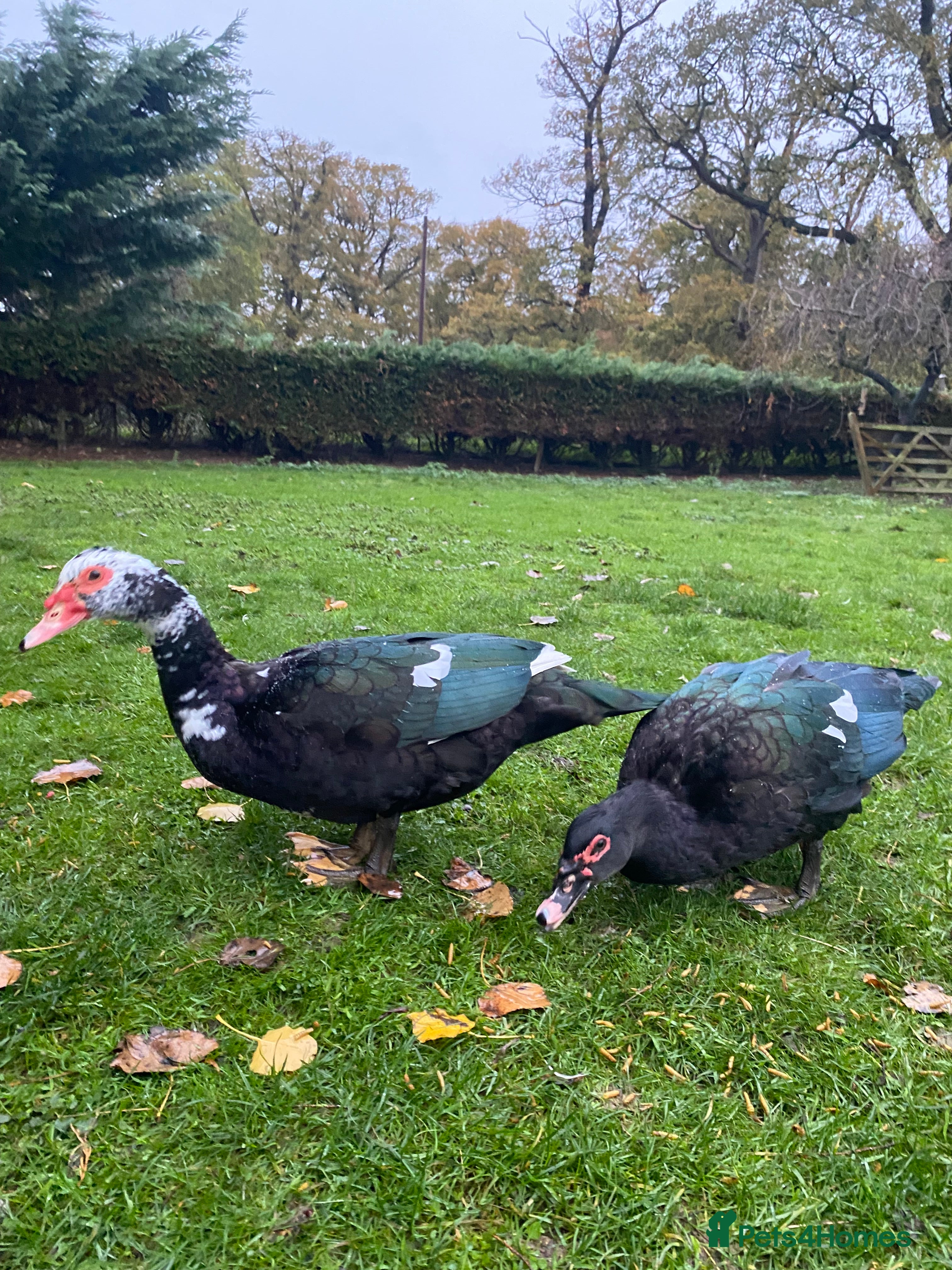 Ducks poultry for sale: Muscovy Drake - 2x 9 month old males  - Advert 2