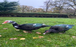 Ducks poultry for sale: Muscovy Ducks Available - Male & Female - Image 2