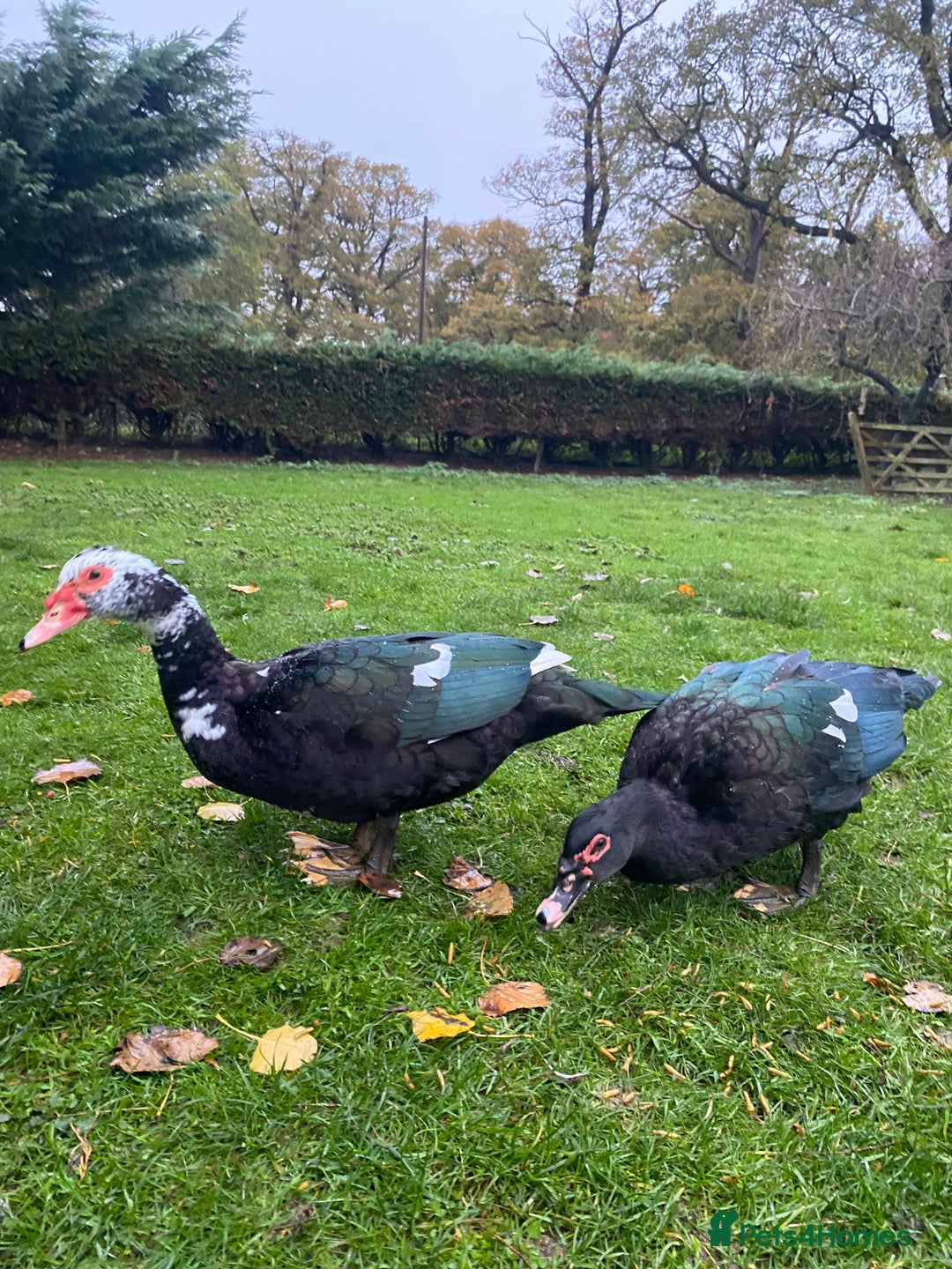 Ducks poultry for sale: Muscovy Ducks Available - Male & Female - Image 2