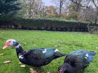 Ducks poultry for sale: Muscovy Drake - 2x 9 month old males - Advert 2