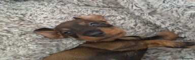 Black & tan boy 