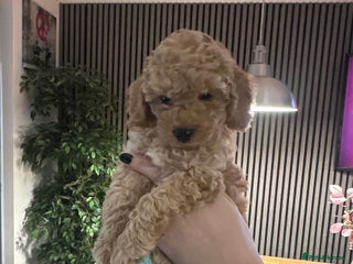 Toy Poodle dogs - Advert 12