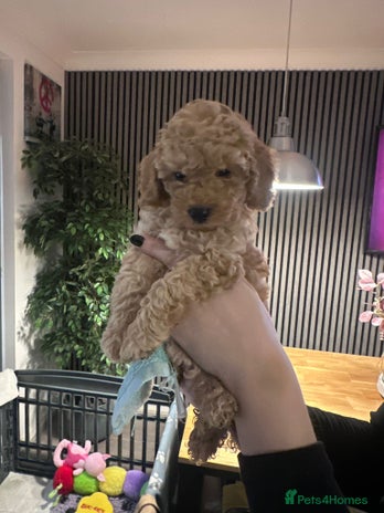 Toy Poodle dogs - Advert 4