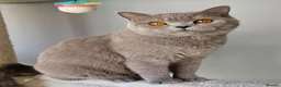 British Shorthair cats for sale: Luxury British Shorthair 🧸 Rare Lilac & Cinnamon - Advert 15