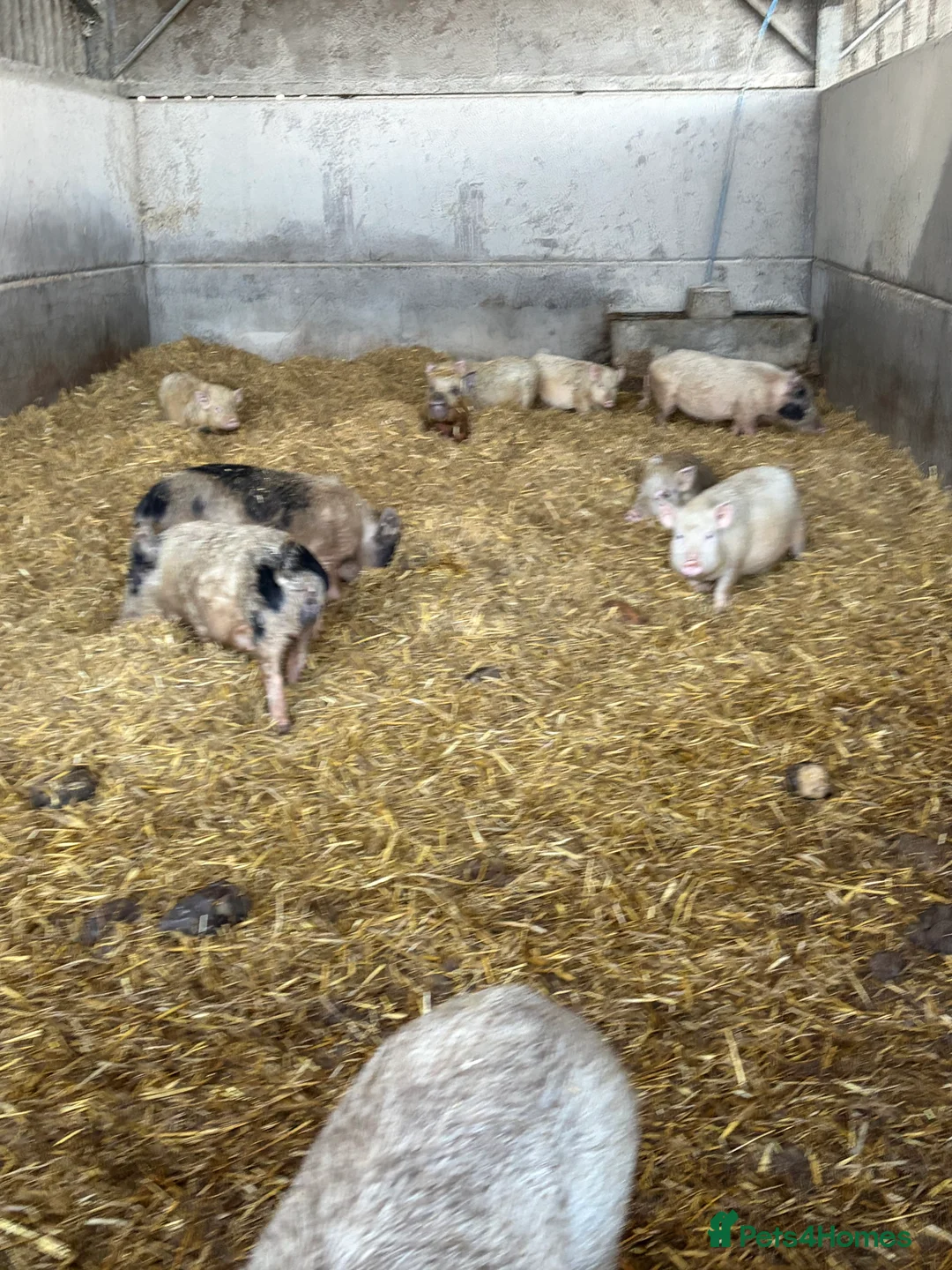 Pig livestock for sale: True Juliana micro pigs  - Advert 4