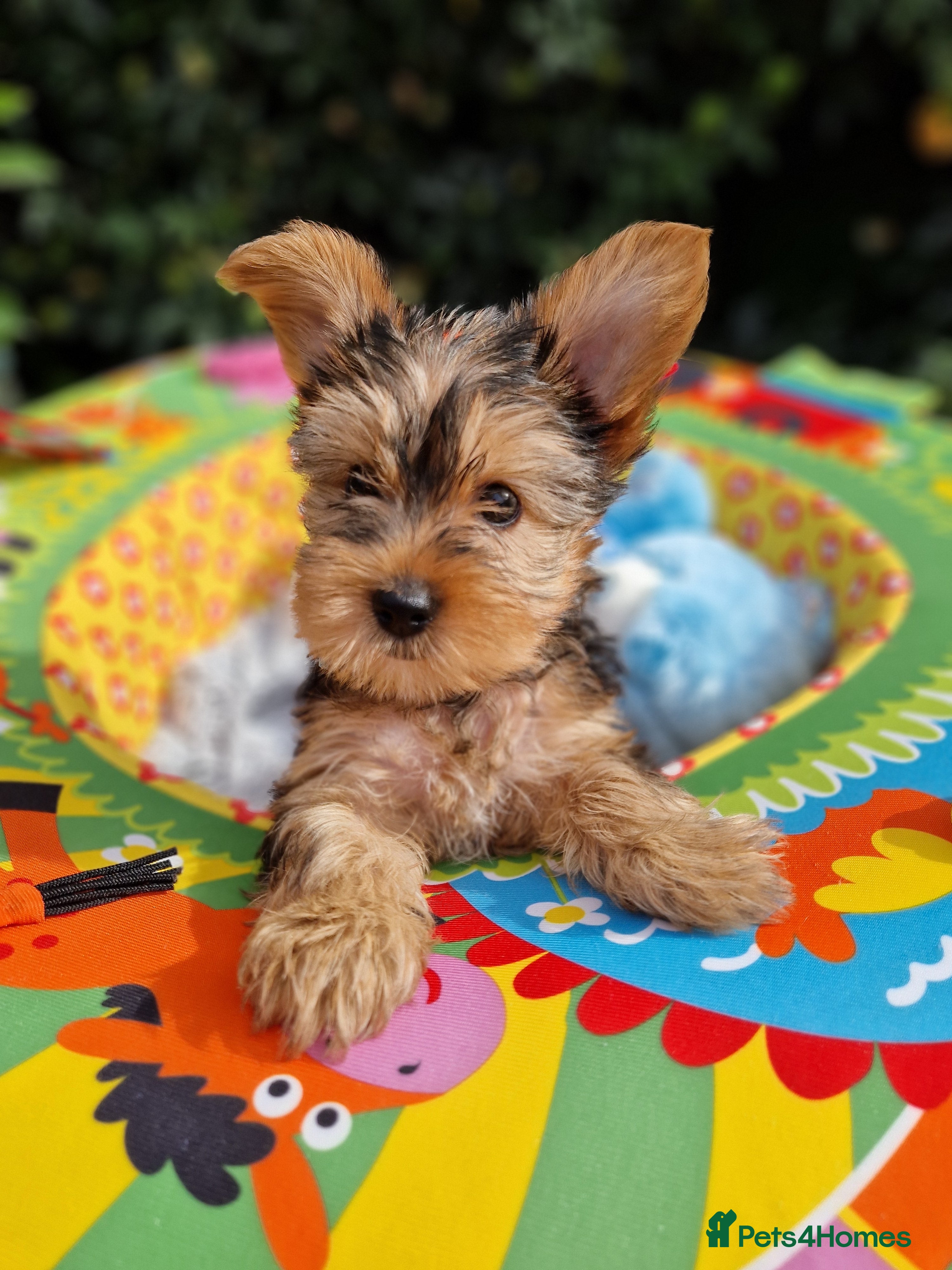 Yorkshire Terrier dogs Yorkshire Puppies for Sale - Advert 2
