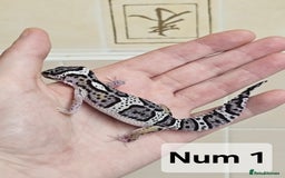 Leopard Gecko reptiles for sale: Blacknight macksnows and supersnows in tremper - Image 20