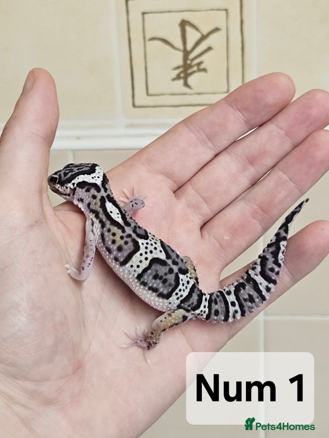 Leopard Gecko reptiles for sale: Blacknight macksnows and supersnows in tremper - Image 20
