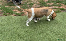 Beagle dogs for sale: loving Girl Beagle looking for 5 Star Home - Image 6