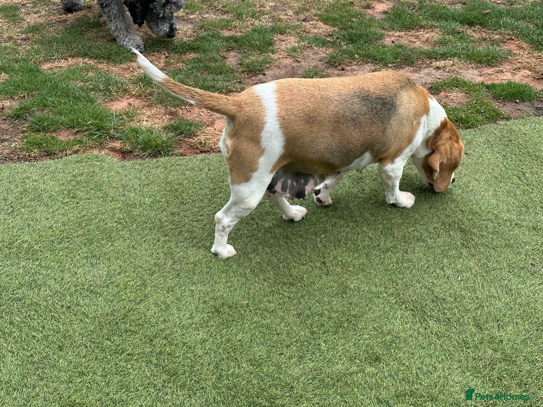 Beagle dogs for sale: loving Girl Beagle looking for 5 Star Home - Image 6