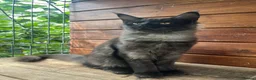 Maine Coon cats for sale: ⭐️Beautiful Maine Coon Kittens⭐️ - Advert 3