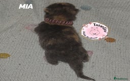 British Shorthair cats for sale: GCCF REGISTERED BRITISH SHORTHAIR KITTENS  - Image 11