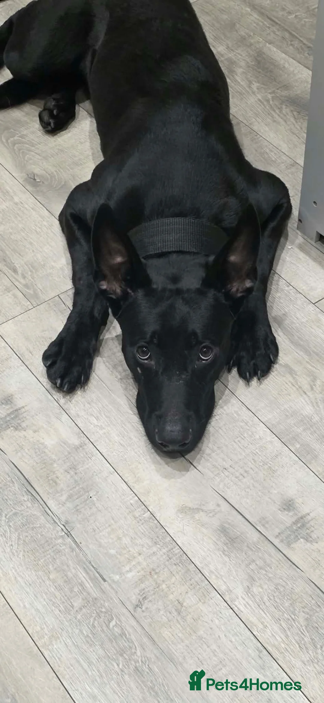 Mixed Breed dogs for sale: MALE BULLHERDER 10 months old - Advert 2