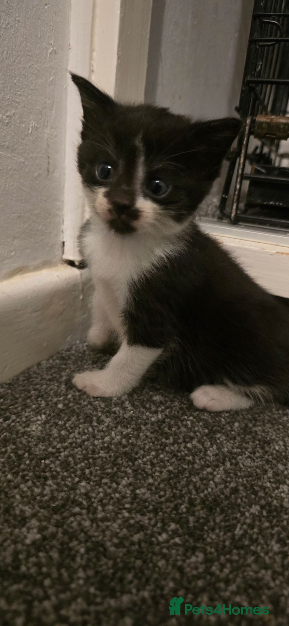 Mixed Breed cats Black and white boy  - Advert 1