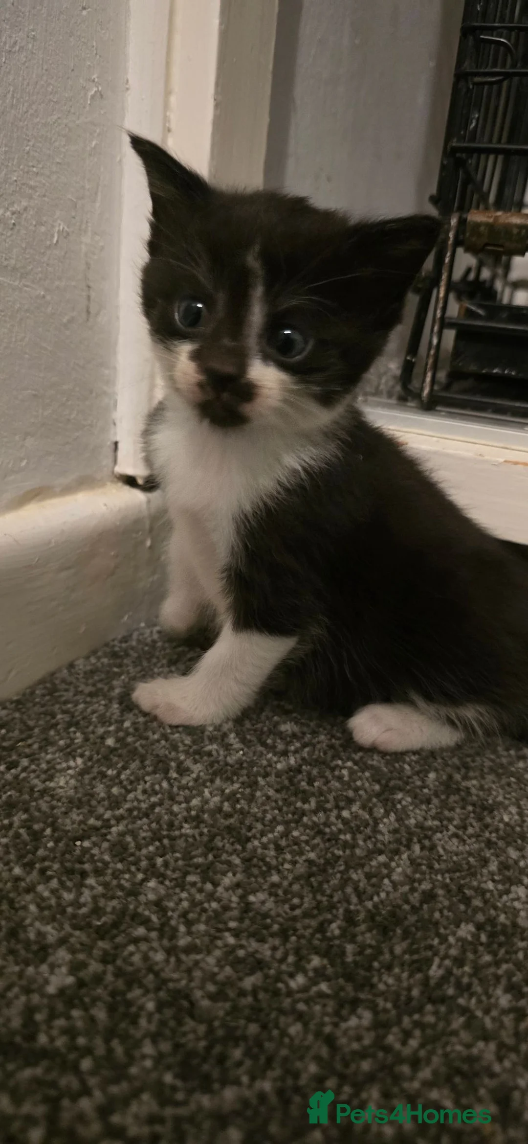 Mixed Breed cats for sale: Black and white boy  - Advert 1