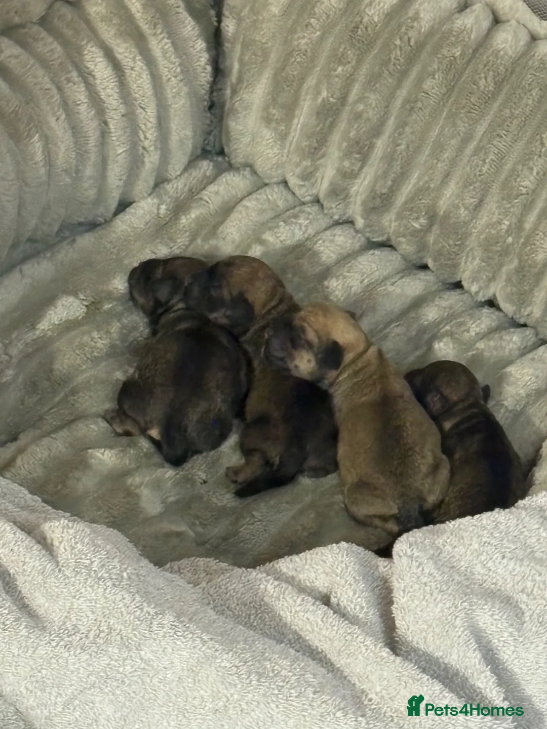 Schnoodle dogs for sale: Schapsodoodle puppies  - Advert 6