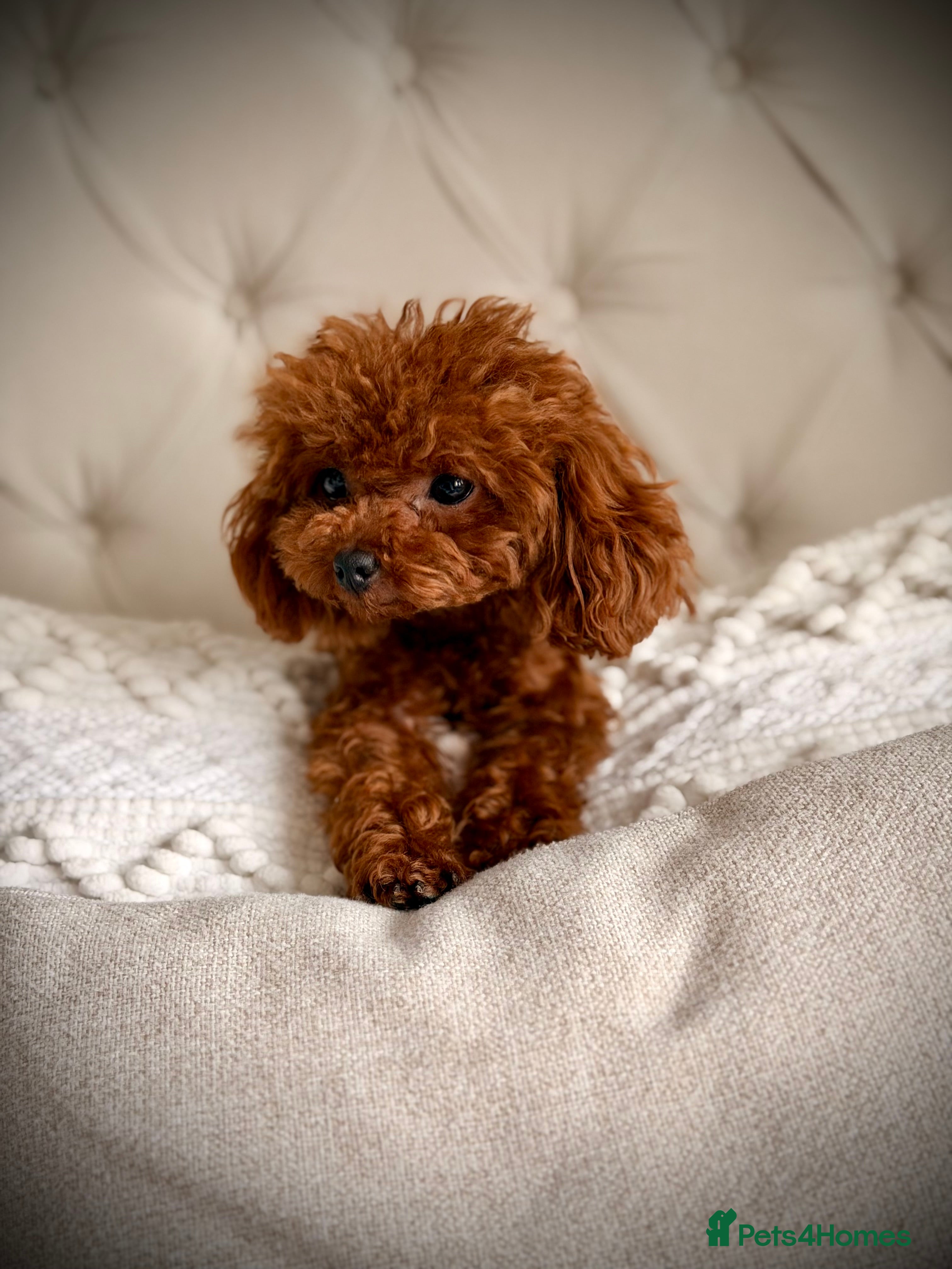 Toy Poodle dogs 🍒 Imported Tiny Red Asian Toy Poodle for Stud 🍒 - Advert 14