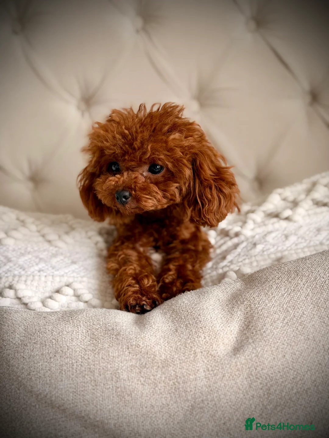 Toy Poodle dogs for stud: Special Offer 🍒 Tiny Red Asian Poodle for Stud 🍒 in Brierley Hill - Advert 2