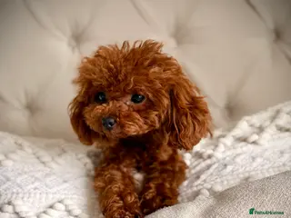 Toy Poodle dogs 🍒 Imported Tiny Red Asian Toy Poodle for Stud 🍒 - Advert 14