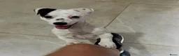 Jack Russell dogs for sale: Jack russel 1year old female - Advert 5