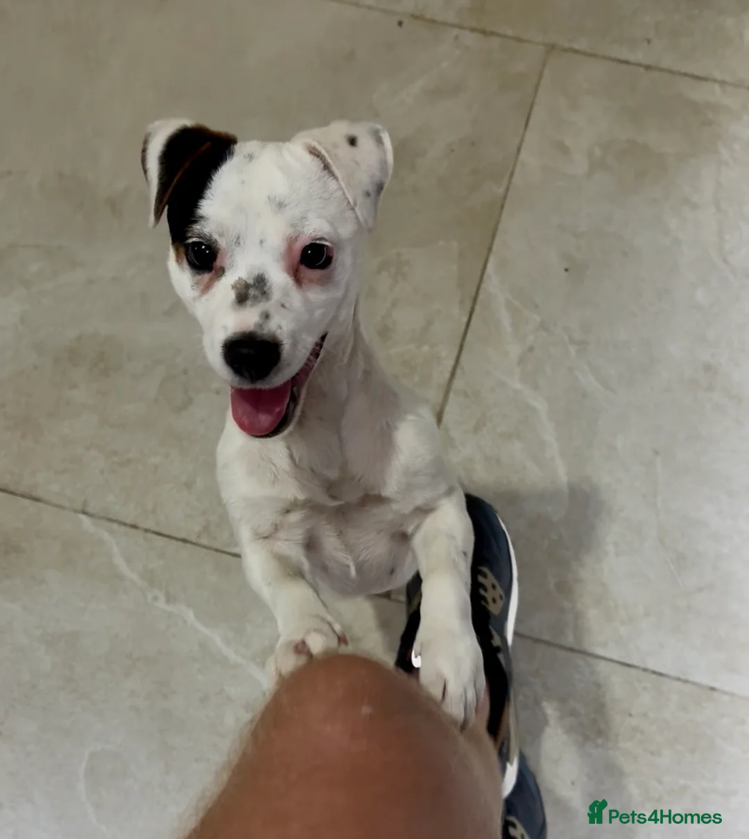 Jack Russell dogs for sale: Jack russel 1year old female - Advert 5
