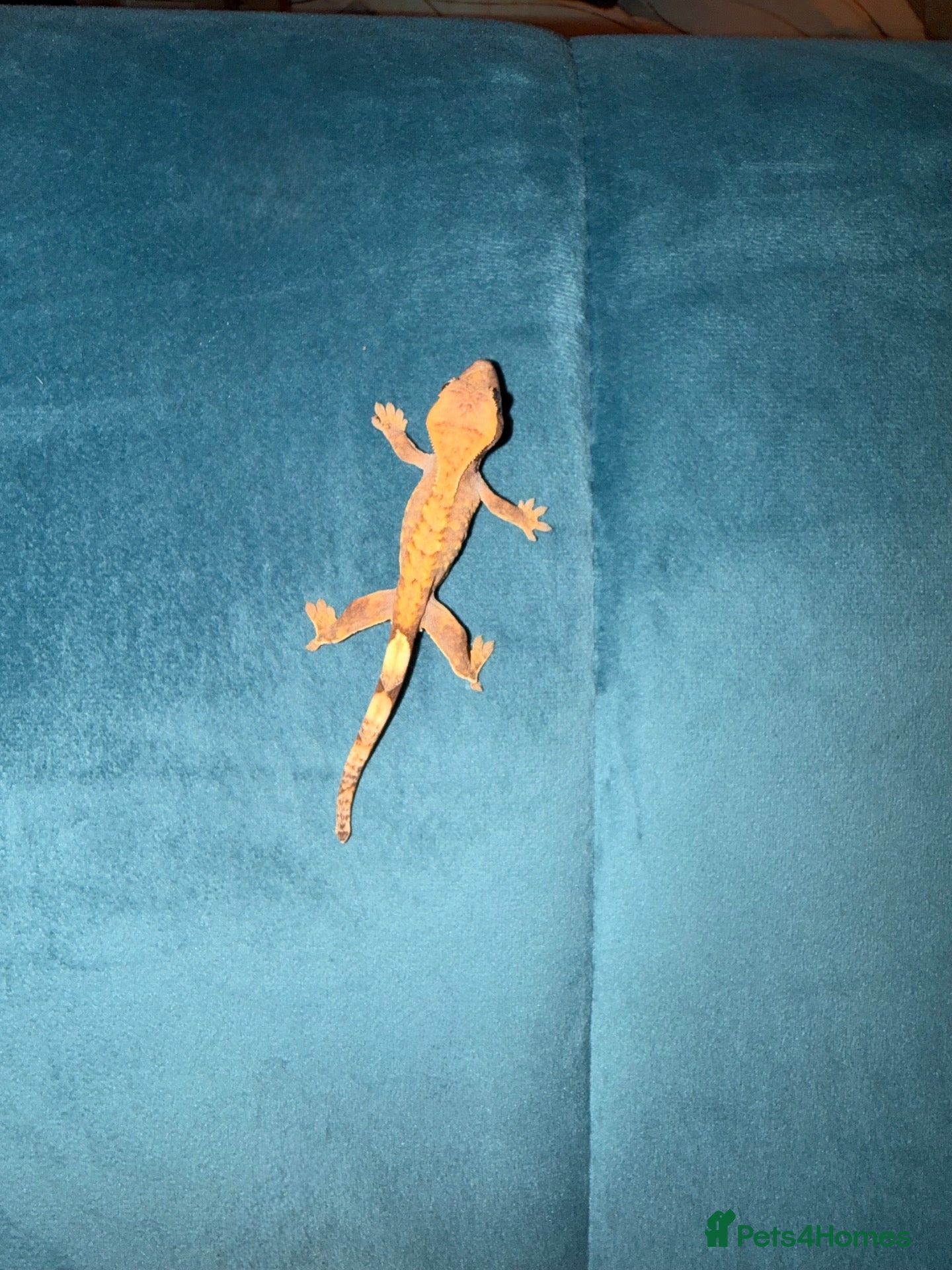 Gecko reptiles for sale: Crested geckos and leopard geckos  - Advert 13