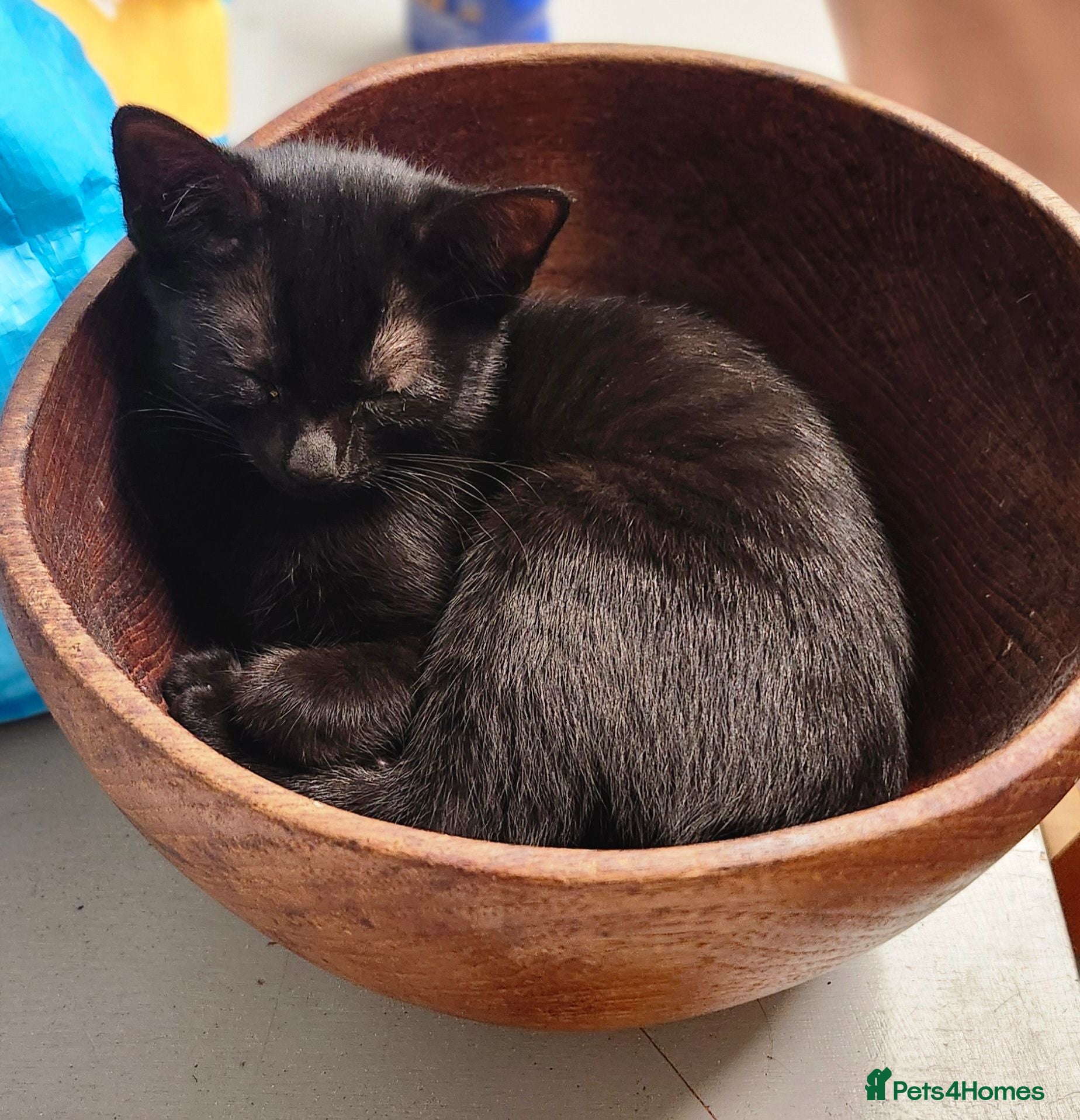 Mixed Breed cats Male and female kittens  - Advert 2