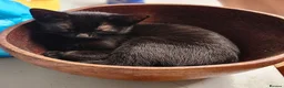 Mixed Breed cats for sale: Male and female kittens  - Advert 1