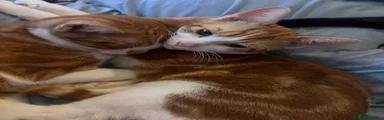 Mixed Breed 3