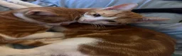 Mixed Breed cats for sale: 4 kittens in need of a loving family - Advert 25