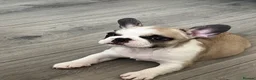 French Bulldog dogs for sale: Last girl available  - Advert 7
