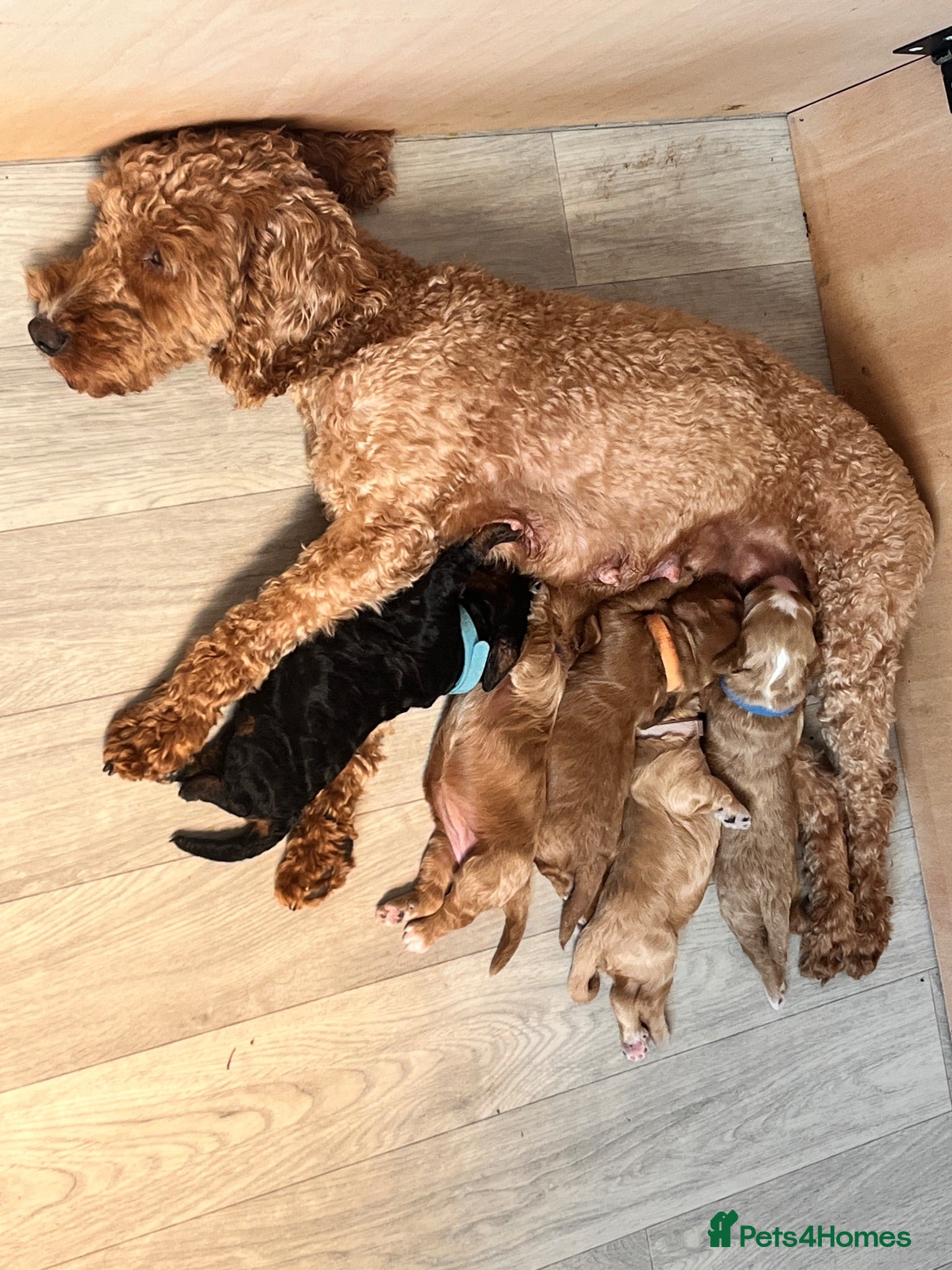 Cockapoo dogs Beautiful F2 Cockapoos  - Advert 1