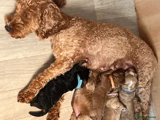 Cockapoo dogs Beautiful F2 Cockapoos - Advert 3