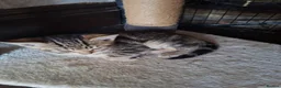 Mixed Breed cats for sale: Bautifull boy   kittens  - Advert 7