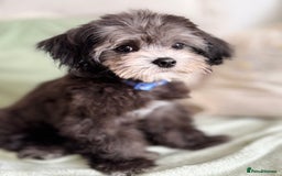 Maltipoo dogs for sale: 🩵Ready Now STUNNING Asian Maltipoo Boy🩵 in Bathgate - Image 14