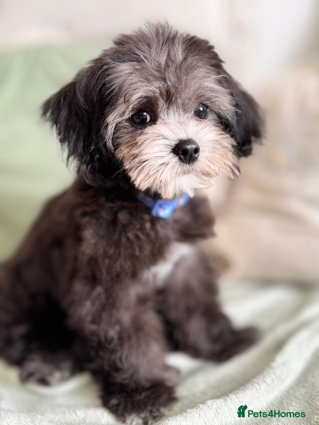 Maltipoo dogs for sale: 🩵Ready Now STUNNING Asian Maltipoo Boy🩵 in Bathgate - Image 14