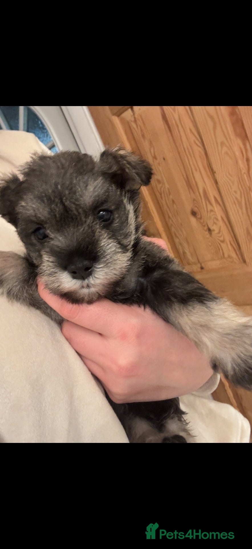 Miniature Schnauzer dogs Miniature Schnauzer Puppies 3 girls 3 boys.  - Advert 1