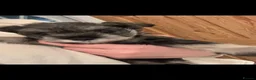 Miniature Schnauzer dogs for sale: Miniature Schnauzer Puppies 3 girls 3 boys.  - Advert 2