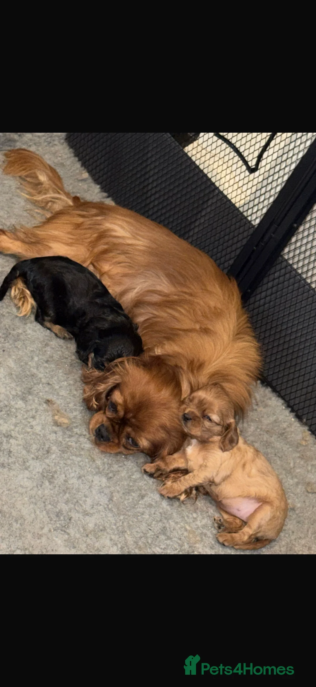 Cavalier King Charles Spaniel dogs for stud: *PROVEN* HEALTH TESTED Black & Tan Cavalier STUD in Oldham - Advert 21