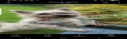 Cairn Terrier dogs for sale: KC registered Cairn terriers in Denbigh - Advert 4