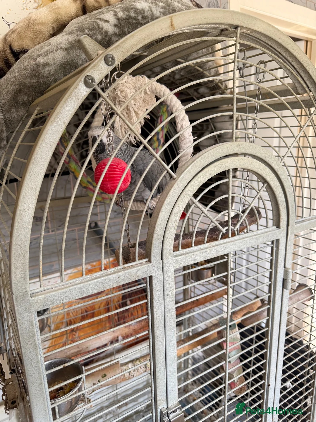 Parrots birds for sale: African grey  in Ryton - Advert 5
