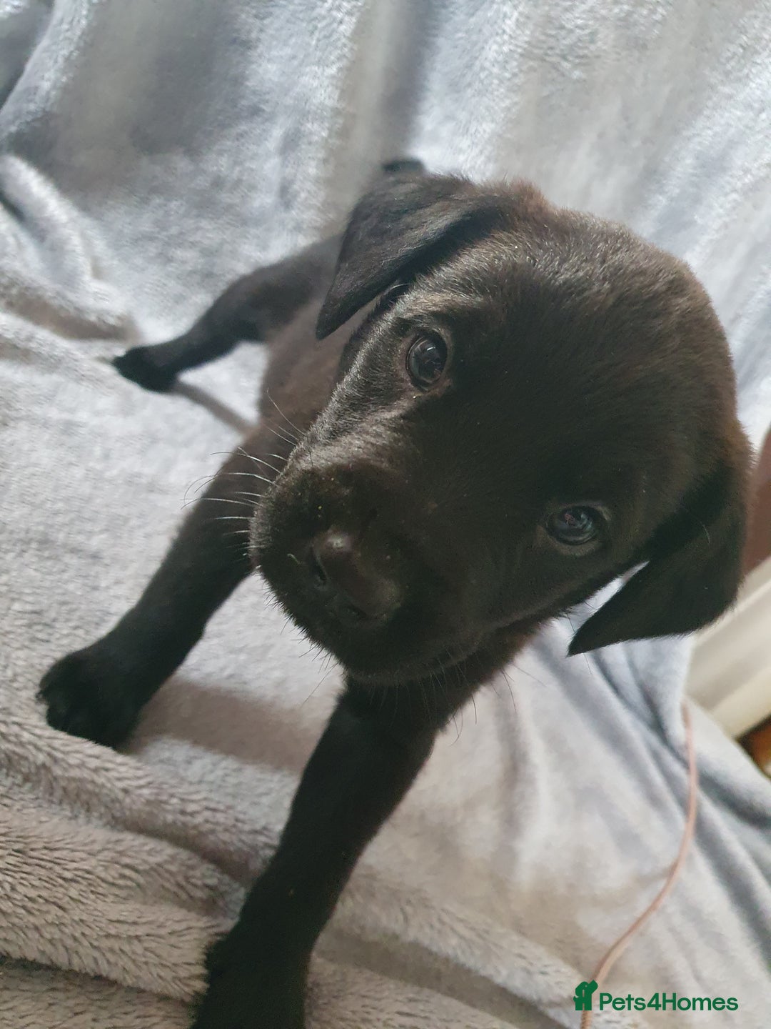 Mixed Breed dogs for sale: Beautiful mixed labrador rottweiler puppies  - Image 17